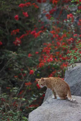 廈門